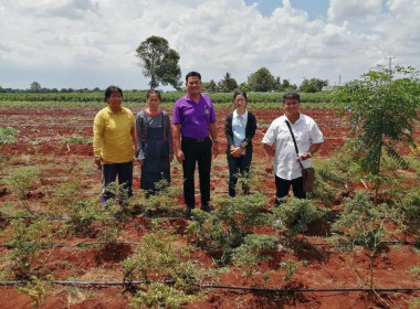 ตรวจเยี่ยมและติดตามสมาชิกโครงการส่งเสริมการทำเกษตรปลอดภัยในเขตพื้นที่นิคมสหกรณ์ชัยบาดาล ... พารามิเตอร์รูปภาพ 1