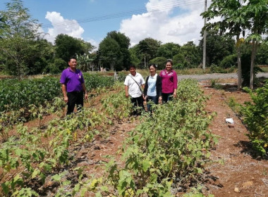 ตรวจเยี่ยมและติดตามสมาชิกโครงการส่งเสริมการทำเกษตรปลอดภัยในเขตพื้นที่นิคมสหกรณ์ชัยบาดาล ... พารามิเตอร์รูปภาพ 4