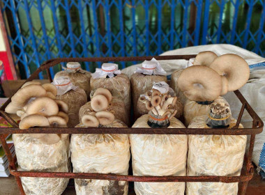 จัดอบรมส่งเสริมพัฒนาอาชีพและการตลาด ... พารามิเตอร์รูปภาพ 13